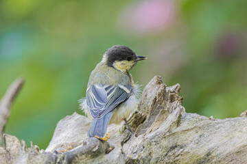 A small titmouse bird perched on a weathered piece of wood in nature © StefansFotoGalerij
