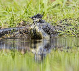 Small bird with wet feathers bathing in shallow water with reflection © StefansFotoGalerij