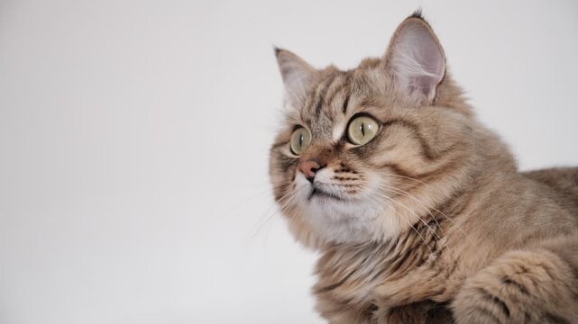 Serious cat carefully watching something, staring with intense. Animal behavior. Close up furry tabby cat, looking