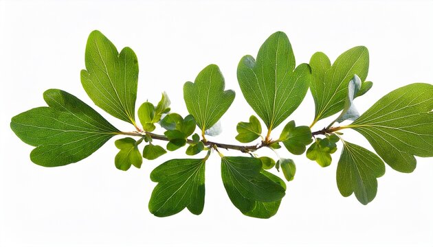 Twigs With Green Leaves Cotoneaster Lucidus In A Floral Garland Isolated On White Or Transparent Background
