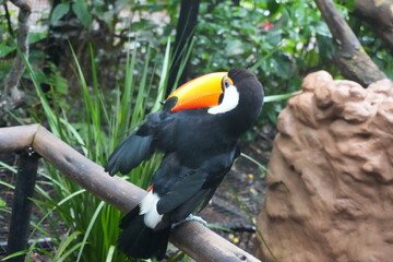 Toco toucan perched on a branch in lush green habitat © lin