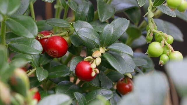 Close-up of ripe red lingonberries (cowberries) growing on evergreen branches in a natural environment. Fresh wild berries with green leaves and unripe fruits gently moving in a light breeze.