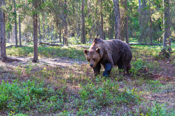 Wild brown bear (Ursus arctos) in a forest in Finland - selective focus © beataaldridge