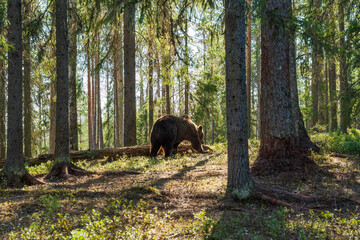 Wild brown bear (Ursus arctos) in a forest in Finland - selective focus © beataaldridge