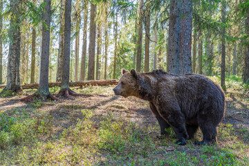 Wild brown bear (Ursus arctos) in a forest in Finland - selective focus © beataaldridge