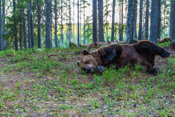 Wild brown bear (Ursus arctos) in a forest in Finland - selective focus © beataaldridge