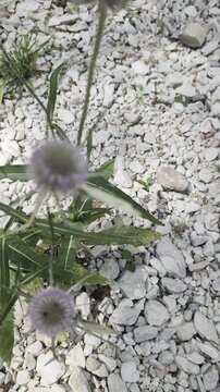 Pianta con foglie verdi allungate e due infiorescenze sferiche color lilla, cresciuta su ghiaia bianca. Dettaglio botanico naturale con forte contrasto tra vegetazione e pietrisco