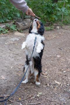 A playful Cavalier King Charles Spaniel dog standing on its hind legs to reach a stick held by an owner during an outdoor obedience training session in a green park.