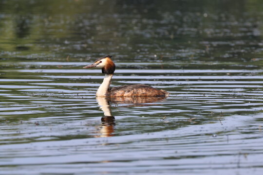 the great crested grebe (Podiceps cristatus)
