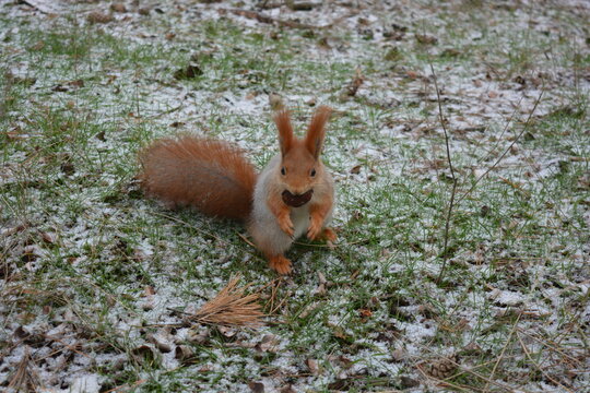 A small winter fairytale, a colorful natural setting with forest creatures in a small forest. A large, grayish-orange squirrel gnaws on a brown pine cone in a forest clearing in frozen green grass,  t
