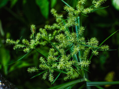 Macro Close-Up of Nutgrass Cyperus Sedge Weed Plant with Green Spiky Seed Heads