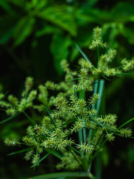 Macro Close-Up of Nutgrass Cyperus Sedge Weed Plant with Green Spiky Seed Heads