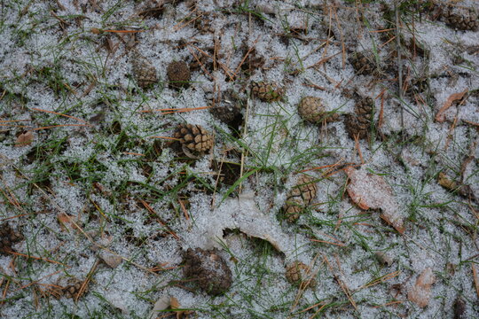 Beautiful, bright forest backdrop of large, fluffy white snowflakes in mid-December. Light brown pine cones lie with dry, long brown pine needles on a forest clearing with frozen green grass.