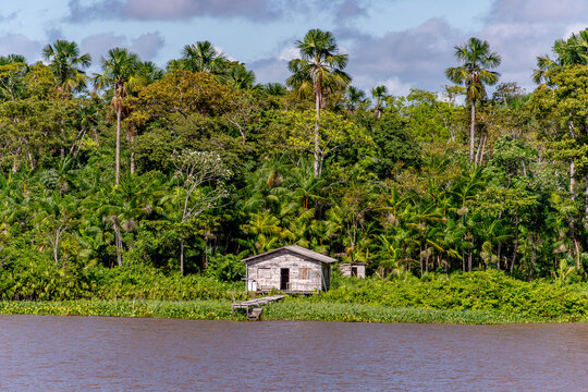 Riverside Stilt House with Buriti and Acai Palms in Amazon Brazil