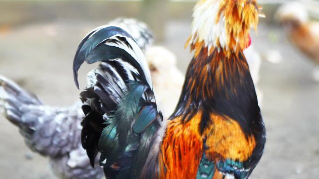 The Polish chicken is a type of European crested chicken. It has the characteristic of thick feathers on the head area, living in groups in a cage.
