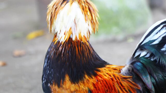 The Polish chicken is a type of European crested chicken. It has the characteristic of thick feathers on the head area, living in groups in a cage.