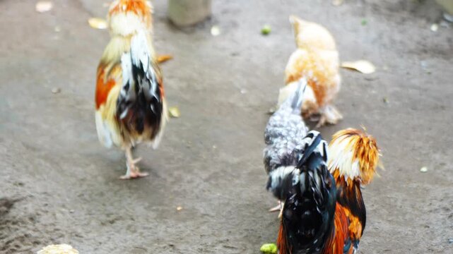 The Polish chicken is a type of European crested chicken. It has the characteristic of thick feathers on the head area, living in groups in a cage.