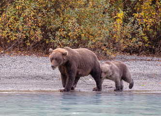 Brown bear sow and cub walking along a lakeshore in autumn, Lake Clark National Park, Alaska © Katja