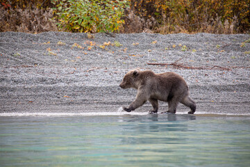 Brown bear cub walking in a funny way along a lake's edge in Alaska © Katja