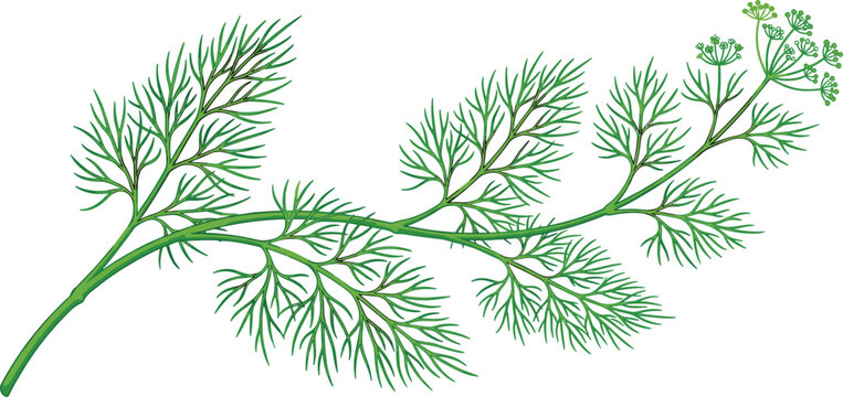Dill Plant Leaf Vector Illustration with Fine Feathery Green Branches and Aromatic Botanical Structure on White Background
