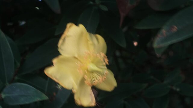 A yellow petaled flower with a light green pistil and orange stamens is centered in front of dark green foliage.