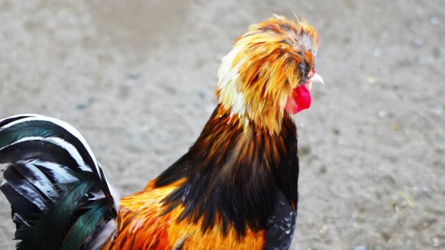 The Polish chicken is a type of European crested chicken. It has the characteristic of thick feathers on the head area, living in groups in a cage.