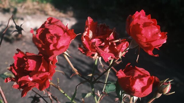 Vibrant red roses blossom in a quiet summer garden during the warm afternoon hours as sunlight shines on the soft flower petals and green stems growing in the natural light of a peaceful park setting.
