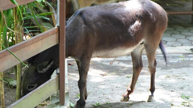 a small brown donkey in a zoo enclosure