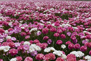 Obraz premium A large field filled with blooming pink and white carnation flowers