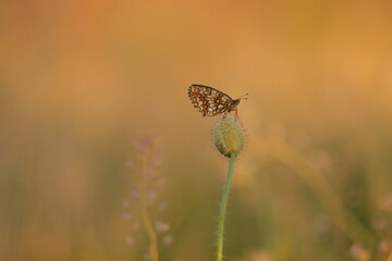una farfalla melitaea athalia al tramonto © Simona