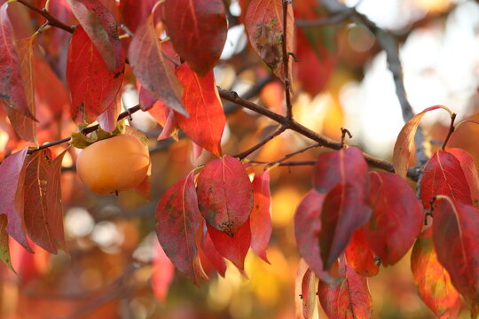 particolare di un albero di cachi in autunno