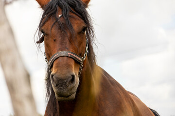 Close up portrait of a brown horse wearing a halter, looking directly at the camera. Soft background blur and natural daylight create an authentic countryside farm animal portrait. © Daanree