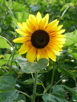 A single, vibrant sunflower with yellow petals and a dark center is prominently displayed against a background of green leaves. The sunflower is the main focus, capturing the essence of a sunny day.
