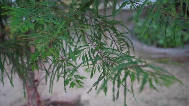 Indian Amla Tree (Phyllanthus emblica) with Fresh Gooseberry Fruits, Ayurvedic Medicinal Plant, Organic Orchard, Herbal Wellness, and Natural Green Foliage