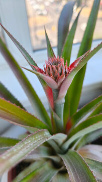Vertical close-up of a baby pineapple growing on a tropical indoor plant in a flowerpot near a bright window.