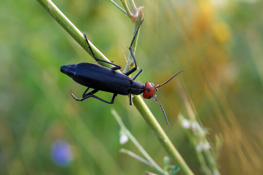 Red-headed blister beetle Epicauta rufidorsum beetle cockroach
