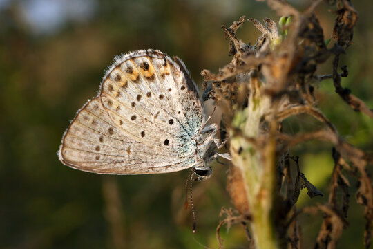 Idas blue Northern blue Plebejus idas butterfly