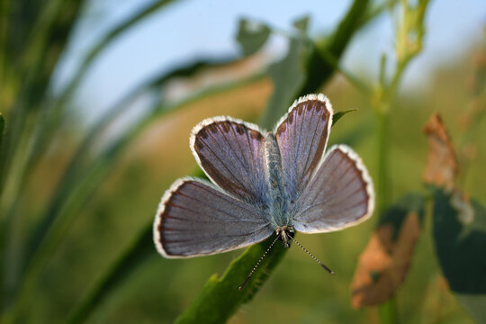 Idas blue Northern blue Plebejus idas butterfly