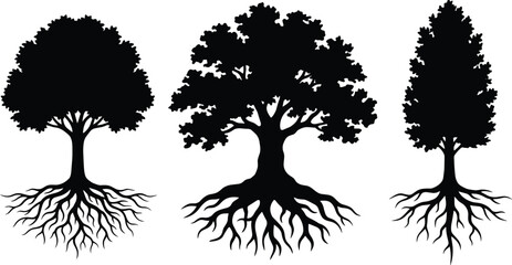 Three black silhouettes of deciduous and coniferous trees with visible root systems © Aysha