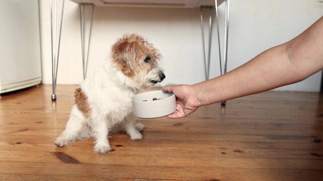 Female hand offers gray bowl with dog food in slow motion. Wirehaired Jack Russell Terrier sniffs meal then walks away. Sick pet refusing food concept.