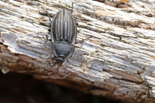 Starkgerippter Geradschienen-Aask&auml;fer (Silpha carinata)