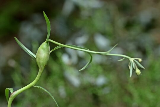 Pflanzengalle der Gallwespe Aulacidea hieracii an Habichtskraut