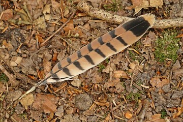Stoßfeder eines weiblichen Turmfalken (Falco tinnunculus) © Schmutzler-Schaub