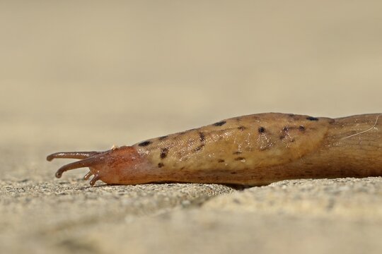 Tigerschnegel (Limax maximus) kriecht von rechts nach links &uuml;ber einen Weg