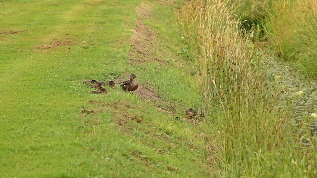 Stockente (Anas platyrhynchos) mit fast ausgewachsenen Entenk&uuml;ken