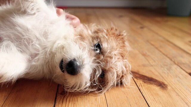 Low angle shows wirehaired Jack Russell Terrier resting on wooden floor in slow motion. Female hands gently stroke soft fur. Caring pet owner concept.