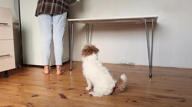 Wirehaired Jack Russell Terrier sits on kitchen floor in slow motion. Dog faces refrigerator and wags tail while owner looks for food. Patient pet waiting happily.
