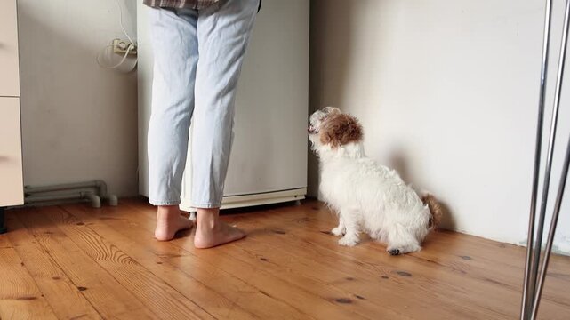 Jack Russell Terrier sits beside owner and refrigerator in kitchen slow motion. Dog waits patiently for tasty food. Happy pet feeding moment.