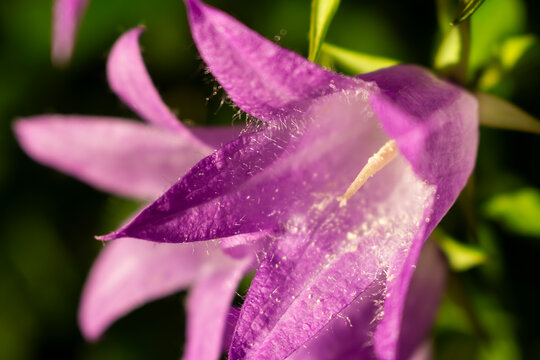 Close-up of vibrant purple Campanula latifolia petals featuring delicate fine hairs, captured in soft natural sunlight to highlight the intricate texture of the bell-shaped summer wildflower bloom