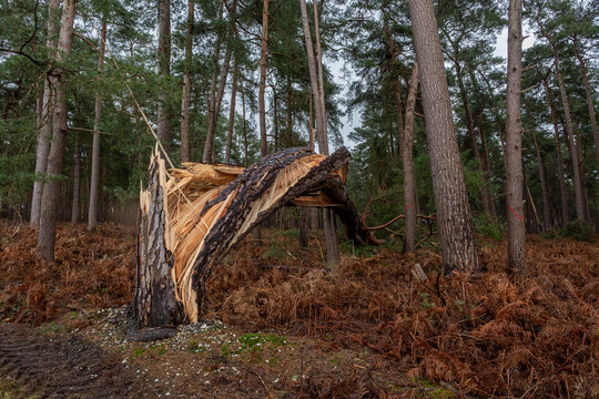 For&ecirc;t apr&egrave;s une temp&ecirc;te. Pin sylvestre cass&eacute; et vrill&eacute;